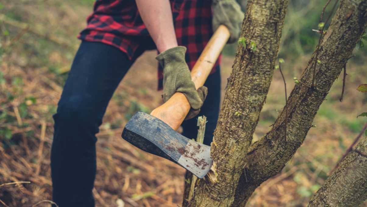 How to Chop Down a Tree with an Axe